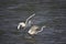 Great Egret (Taiwan migratory birds).
