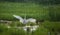 Great Egret Take Off