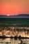 A Great Egret takes flight in a rice field during sunrise over Bald Knob National Wildlife Refuge