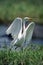 Great egret takes off from grassy riverbank