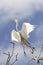 Great egret Taking off