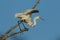 Great Egret in Texas USA