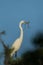 Great Egret in Texas USA