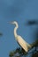Great Egret in Texas USA