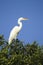 Great egret on tree