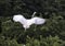 Great Egret in a treetop taking off to fly