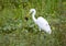 Great egret trying to have a turtle for lunch