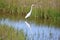 Great Egret uses its neck to find fish at a good distance