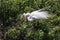 Great Egret Venice Area Audubon Society Florida