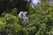 Great Egret Venice Area Audubon Society Florida