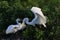 Great Egret Venice Area Audubon Society Florida
