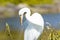 Great Egret at Venice, Florida Rookery