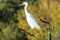 Great Egret at Venice Rookery