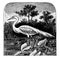 Great Egret, vintage illustration