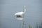 A Great Egret Wading The Bayou Waters.