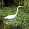 Great Egret Wading in a Lake