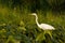 Great egret waiting for fish in wetland in summer sunset