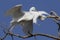 Great egret walking in tree