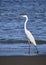 Great Egret walks along the beach at waters edge