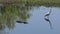 Great egret walks away from alligator in Florida lake