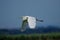 Great egret water bird flight