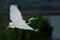 Great egret water bird flight