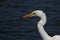 Great egret water bird portrait on the lake