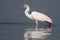 Great egret water bird watching