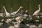 Great Egret in water lily pond