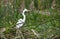 Great Egret in wetland cell marsh at Phinizy Swamp Nature Park, Georgia USA