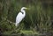 Great Egret in wetland swamp habitat ecosystem