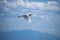 Great egret white bird