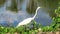 Great egret white bird walking along tropical lakeside