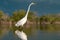 Great egret. White heron. Wildlife birds. Florida nature. White feathers of Great egret. Salt water lake.