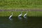 Great Egrets   819940