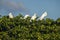 Great Egrets in a Bird Nesting Ground in Everglades Florida