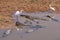 Great egrets, Egretta alba, with Yacare Caimans, Caiman Crocodilus Yacare Jacare, Pantanal, Mato Grosso, Brazil