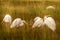 Great Egrets feeding together