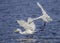 Great egrets fighting over a fish