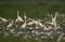 Great Egrets fishing at sunrise