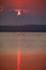 Great Egrets join pelicans and great blue heron for breakfast in the early morning at sunrise at the Bald Knob Wildlife Refuge