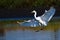 Great Egrets Landing in Shallow Water