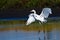 Great Egrets Landing in Shallow Water