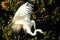 Great egrets mating