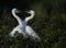 Great Egrets nesting at Venice Rookery