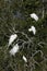 Great Egrets in oak tree in Saint Augustine, Florida.