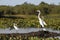 Great egrets and Snowy egret standing in river