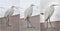 Great egrets in winter landscape. Bubulcus ibis stands on a beach