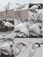 Great egrets in winter landscape. Bubulcus ibis stands on a beach