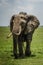Great Elephant in Kenia - Africa